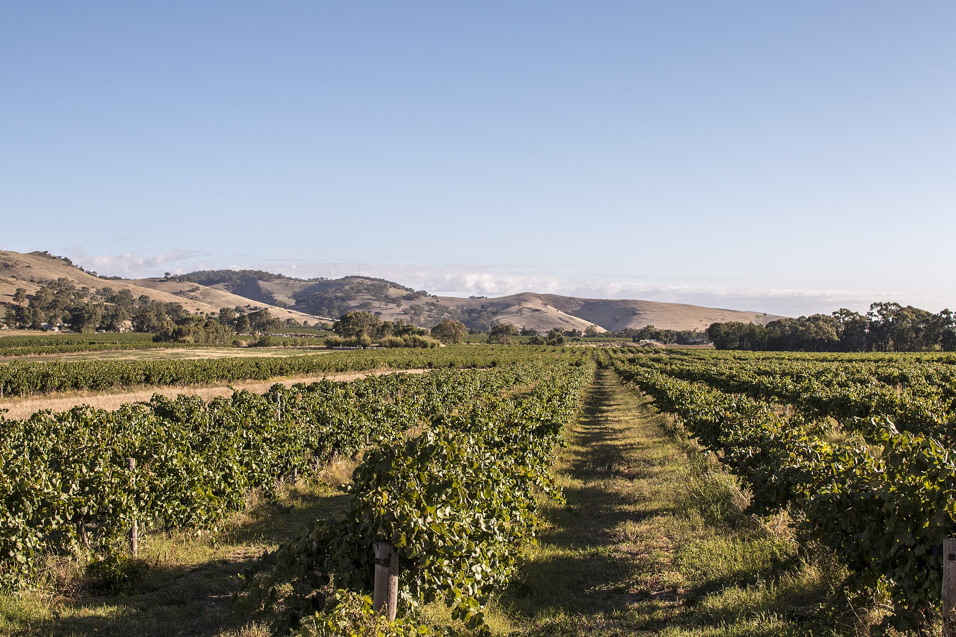Winery Tours and Cellar Door Experiences Across Australia