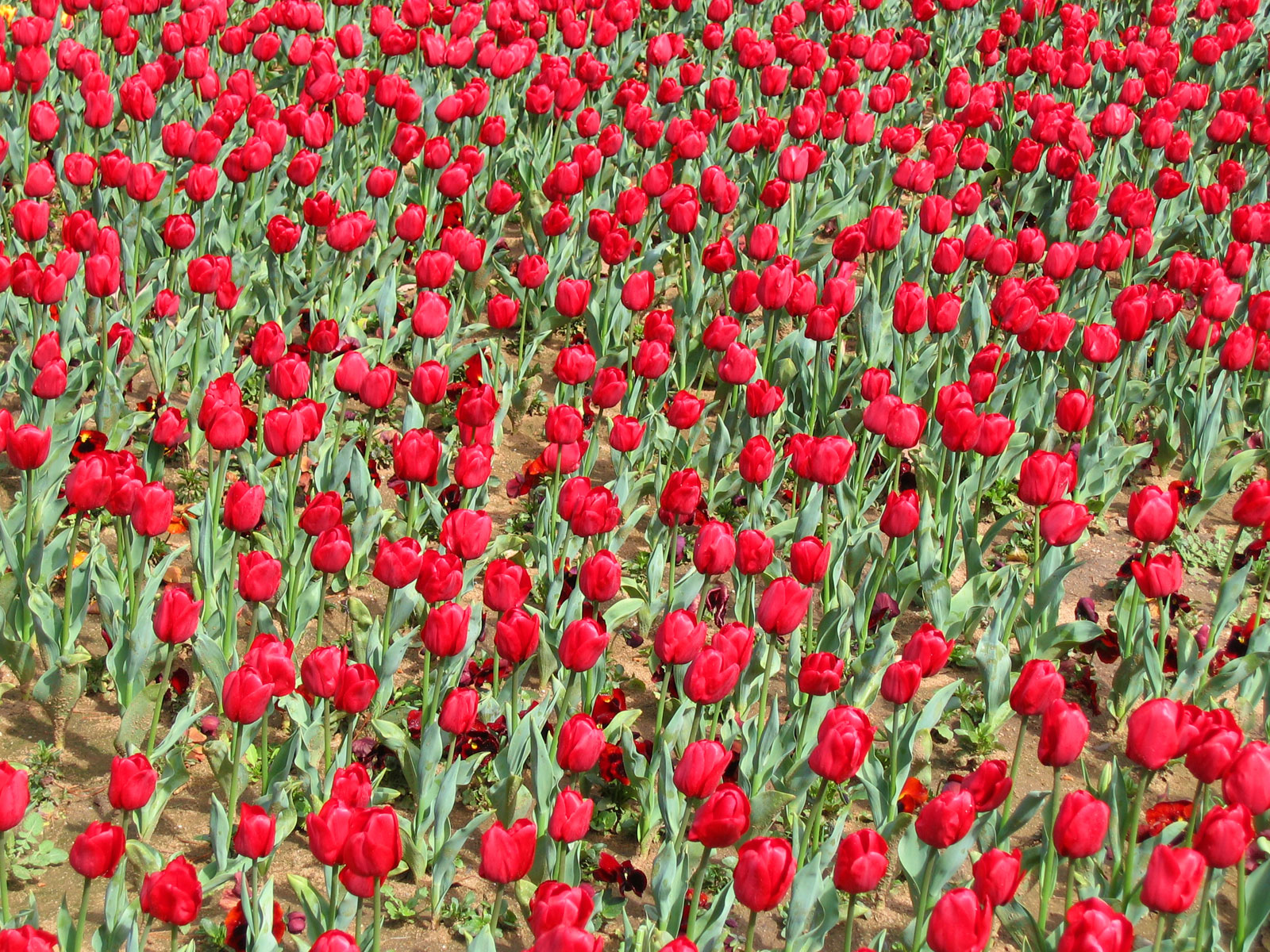 Floriade