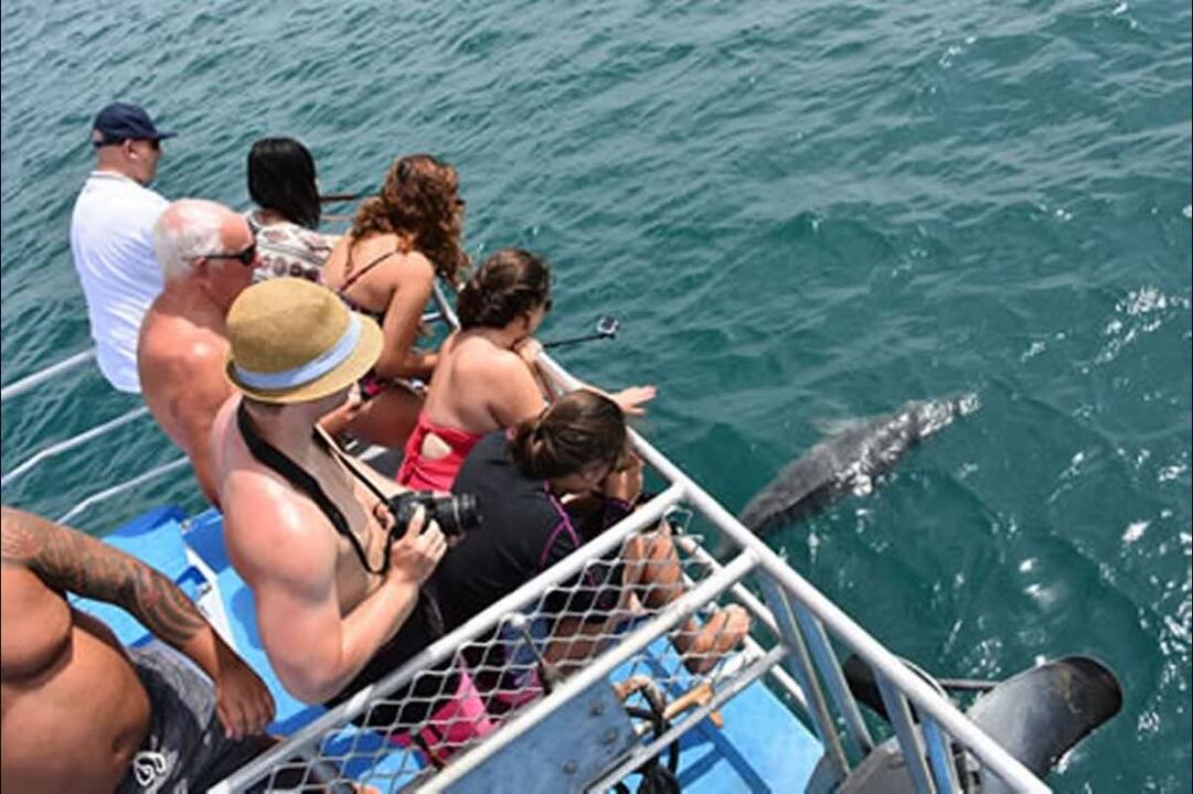 Dolphin Cruise with Brisbane Transfers, Family Gift Voucher - Scarborough QLD