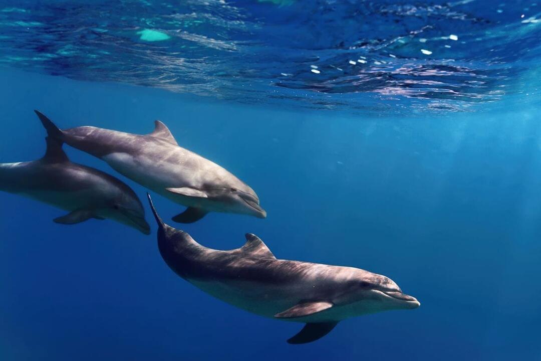 Swim with Dolphin and Seals - Gift Voucher or Instant Booking - Sorrento VIC