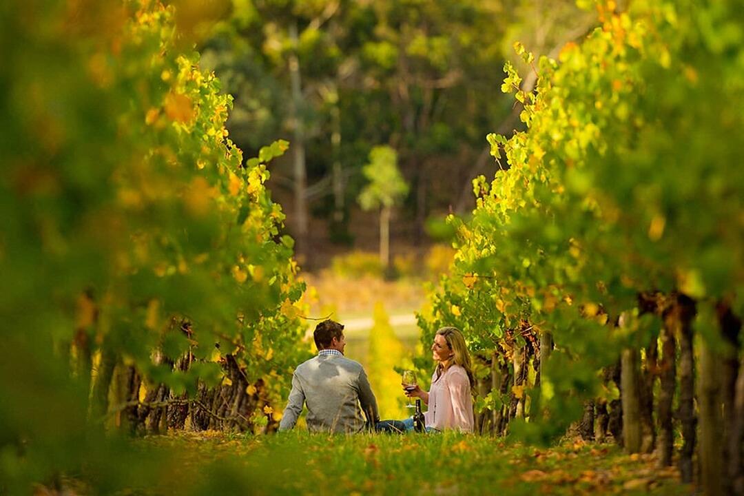 Full Day McLaren Vale Gourmet and Wine Tour Gift Voucher - Adelaide SA
