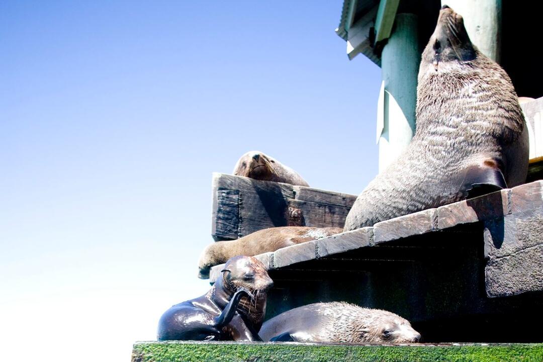 3 hour Dolphin and Seal Cruise Sightsee - Gift Voucher or Instant Booking - Sorrento VIC
