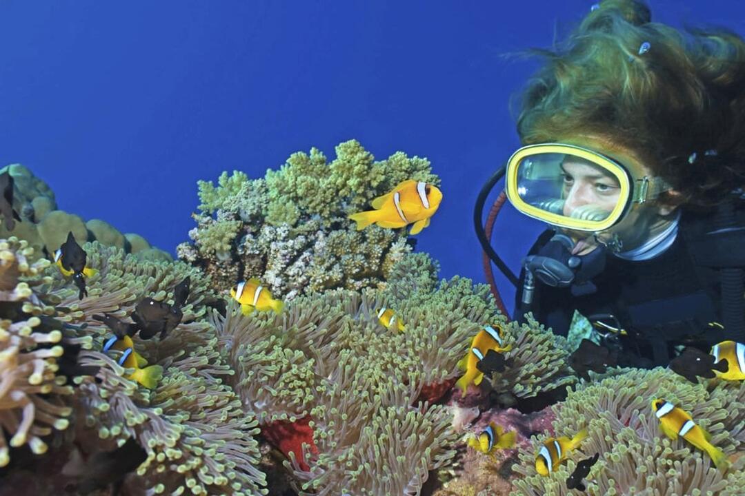 Introduction to Scuba Diving, Gold Coast - Gift Voucher or Instant Booking - Main Beach QLD