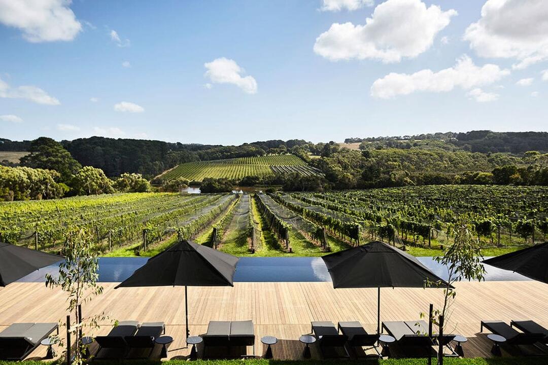 Peninsula Winery Bus Tour with Lunch - Gift Voucher or Instant Booking - Mornington VIC