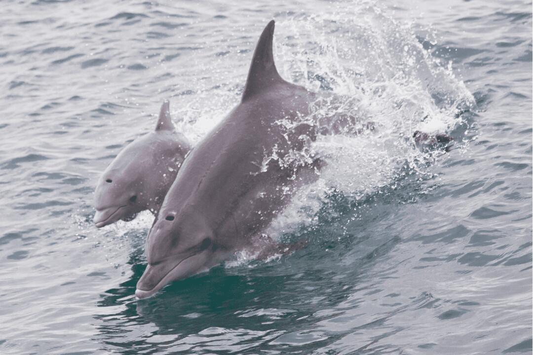 Swim with Wild Dolphins, Excludes Transfers Gift Voucher - Rockingham ACT