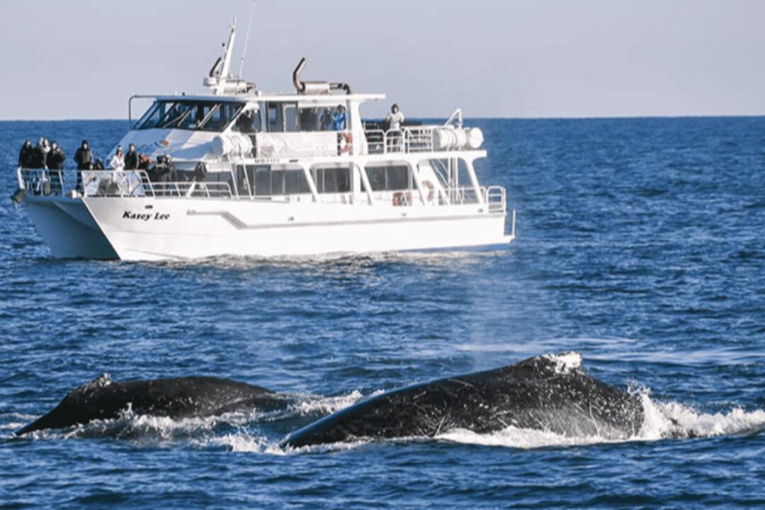 Phillip Island Whale Watch Gift Voucher - Rhyll VIC