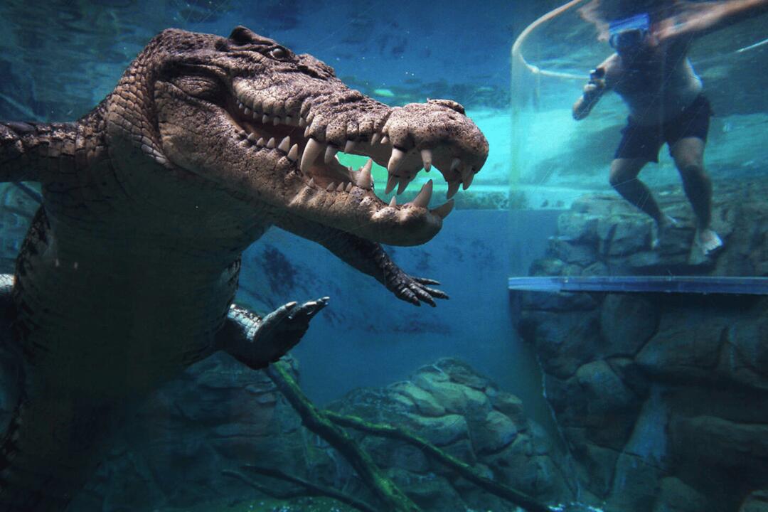 Crocodile Cage of Death Encounter - Gift Voucher or Instant Booking - Darwin NT