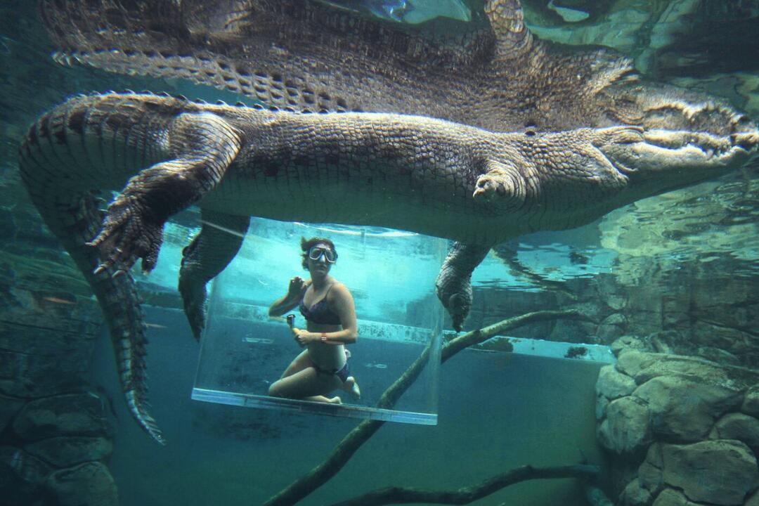 Crocodile Cage of Death for Two - Gift Voucher or Instant Booking - Darwin NT