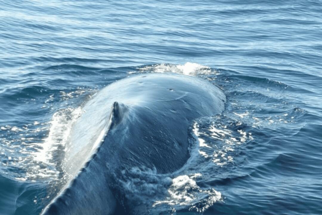 Sydney Dolphin and Whale Watching Instant Booking - Manly Wharf NSW