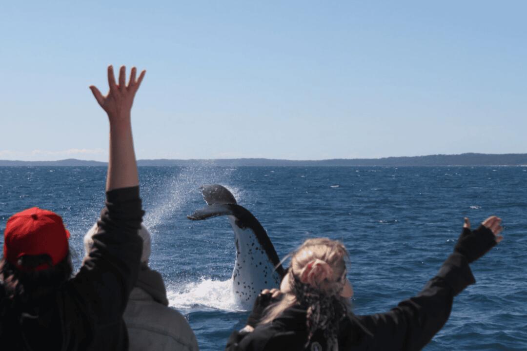 Whale Watch at Whale Heritage Site Instant Booking - Hervey Bay QLD