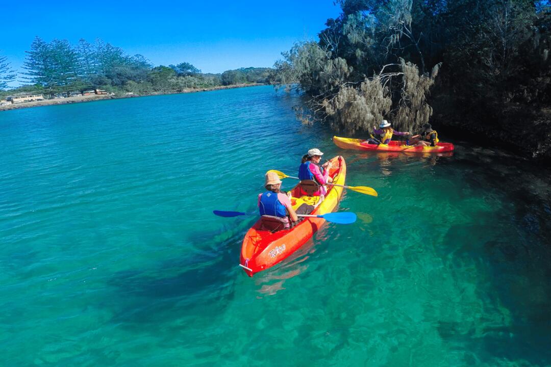 Kayaking, Brunswick River Nature Tour Instant Booking - Brunswick Heads NSW