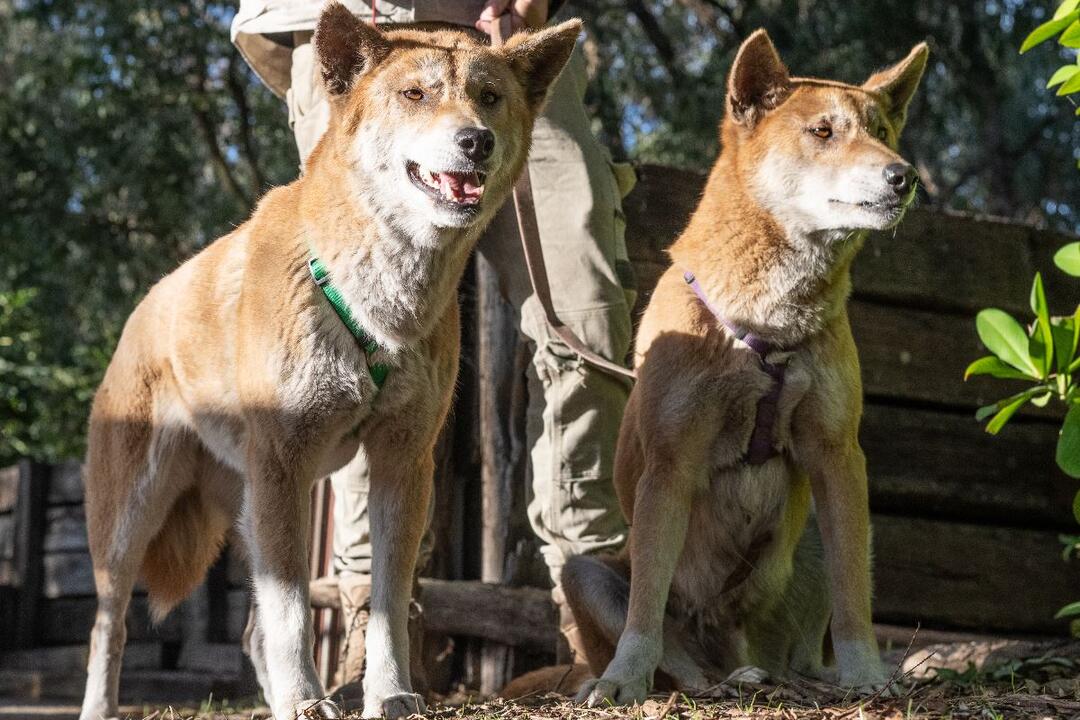 Dingo Encounter Gift Voucher - Pinjarra WA