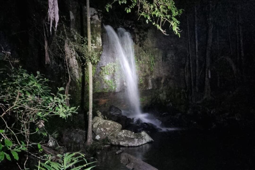 Evening Rainforest and Glow Worm Experience - Gift Voucher or Instant Booking - Surfers Paradise QLD