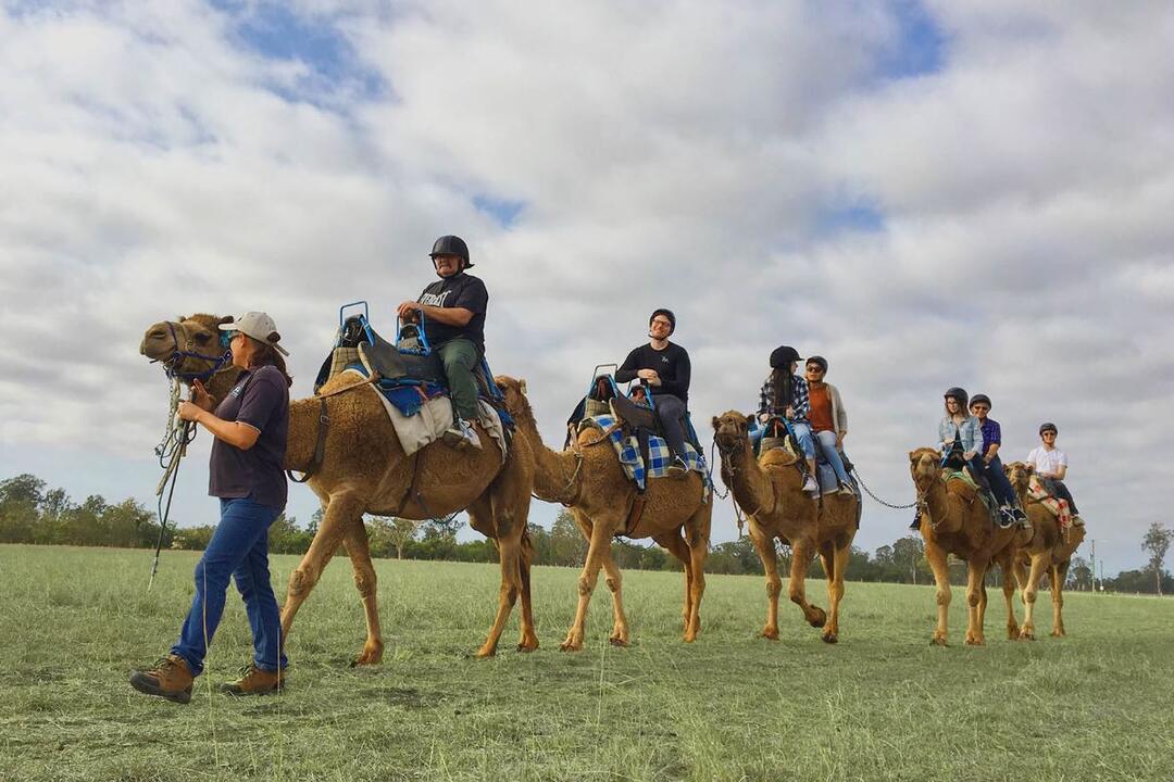 Camel Trail Ride Instant Booking - Harrisville QLD