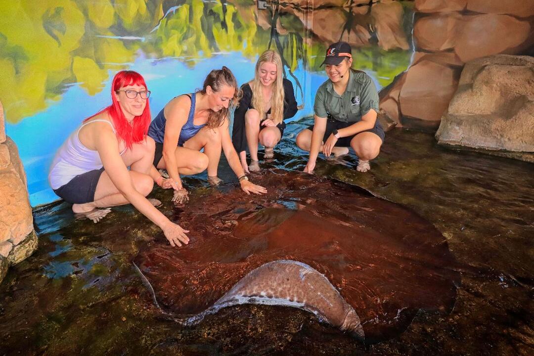 Whipray Encounter - Gift Voucher or Instant Booking - Darwin NT