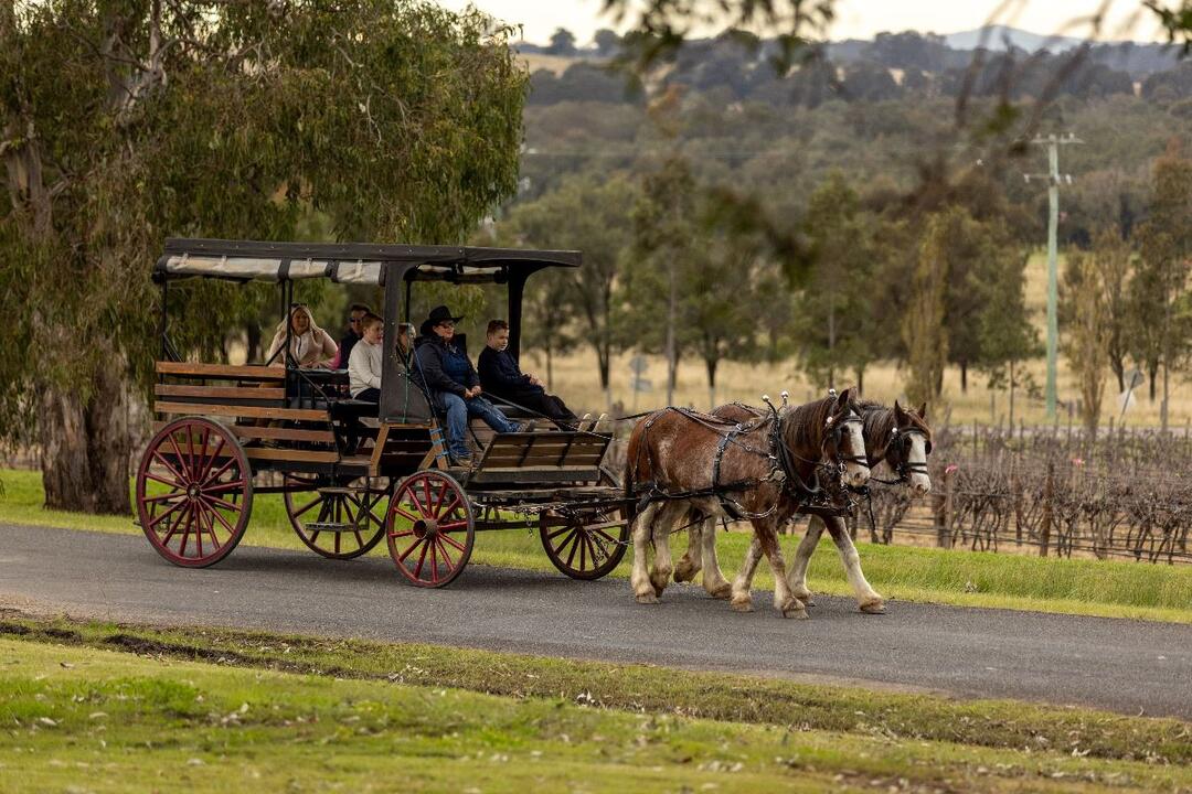Exclusive Horse and Carriage Wine Tour for 4 - Gift Voucher or Instant Booking - Pokolbin NSW