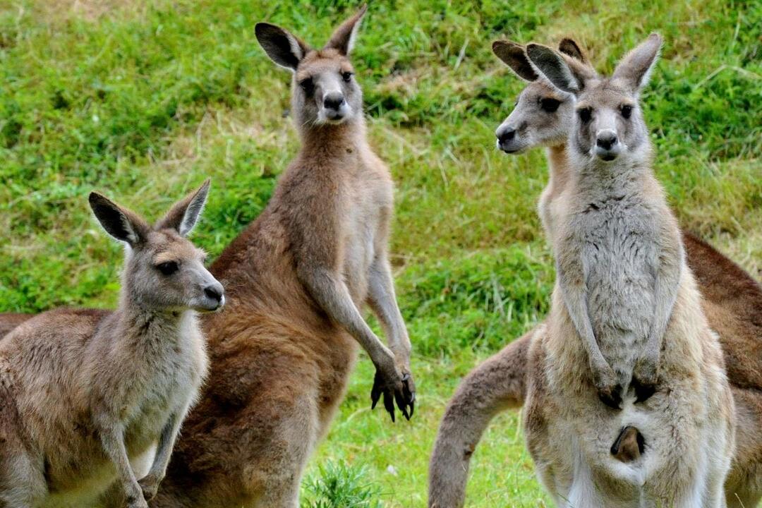 Healesville and Phillip Island Wildlife Bus Tour - Gift Voucher or Instant Booking - Healesville VIC