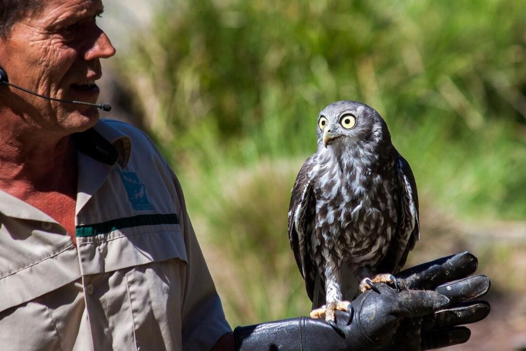 Healesville, Phillip Island Wildlife Tour - Gift Voucher or Instant Booking - Healesville VIC