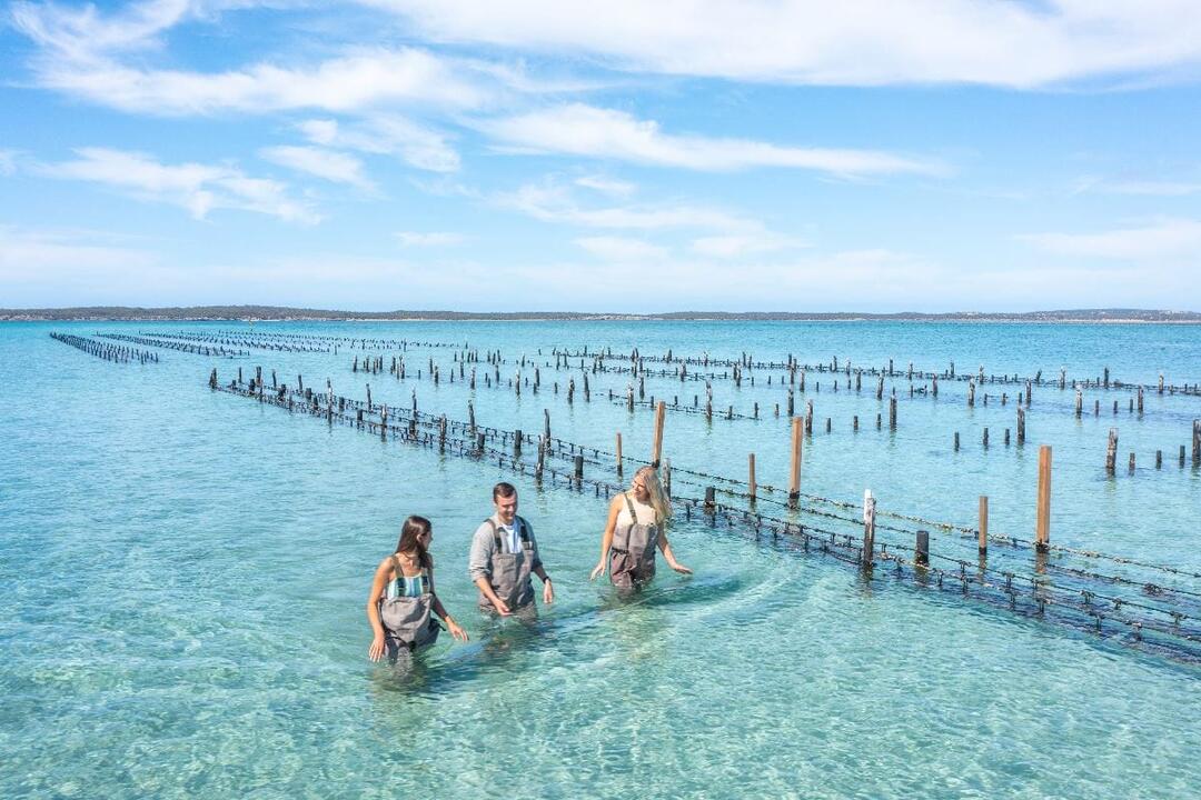 Oyster Farm and Bay Tour with Wading Gift Voucher - Coffin Bay SA