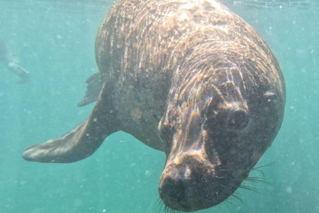 Three Island Wildlife Snorkel Gift Voucher - Rockingham WA