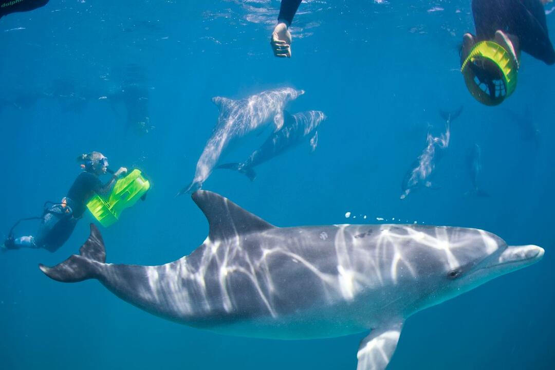 Swim with Wild Dolphins With Perth Transfers Gift Voucher - Rockingham WA