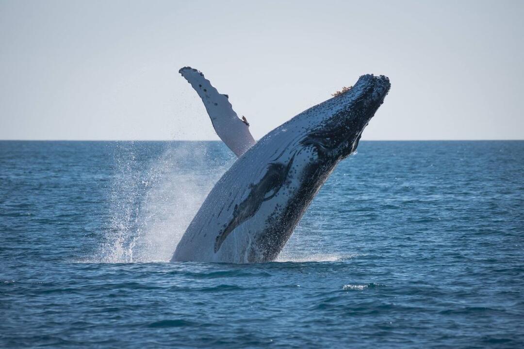 Whale Watching Adventure, Afternoon Sail Instant Booking - Hervey Bay QLD