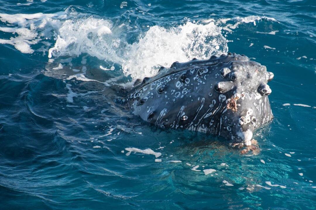 Morning Whale Watch Cruise Instant Booking - Hervey Bay QLD