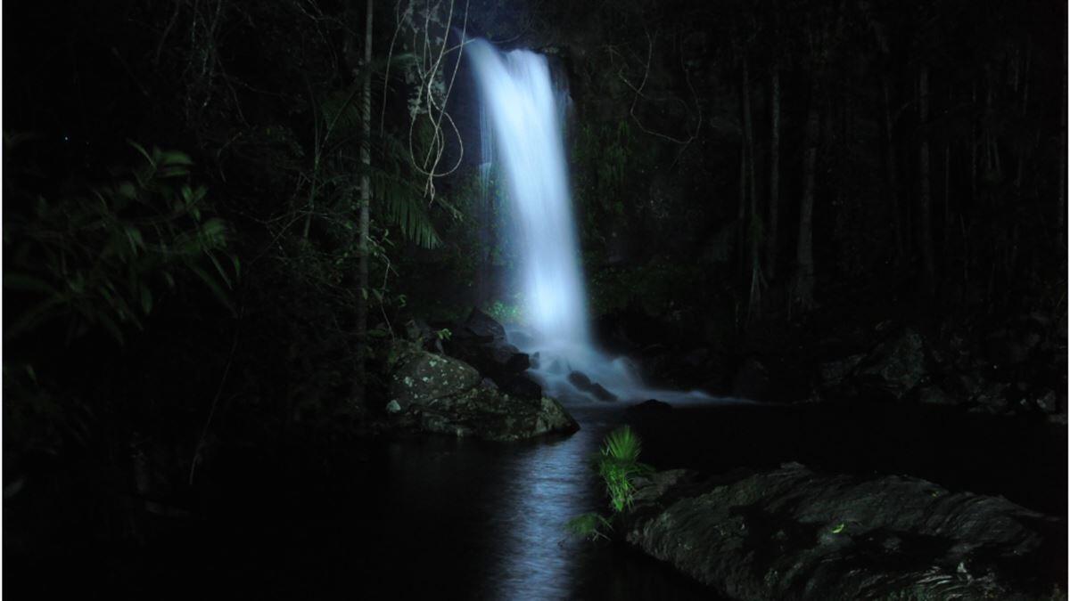 Rainforest Glow Worm Night Walk - Gift Voucher or Instant Booking - Surfers Paradise QLD
