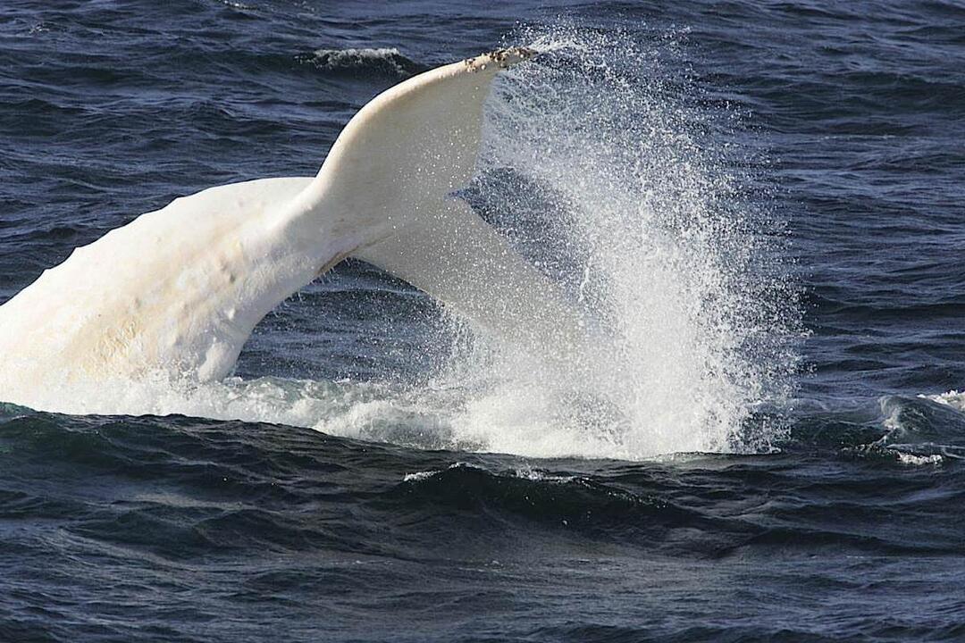 Whales in Paradise - Gift Voucher or Instant Booking - Surfers Paradise QLD