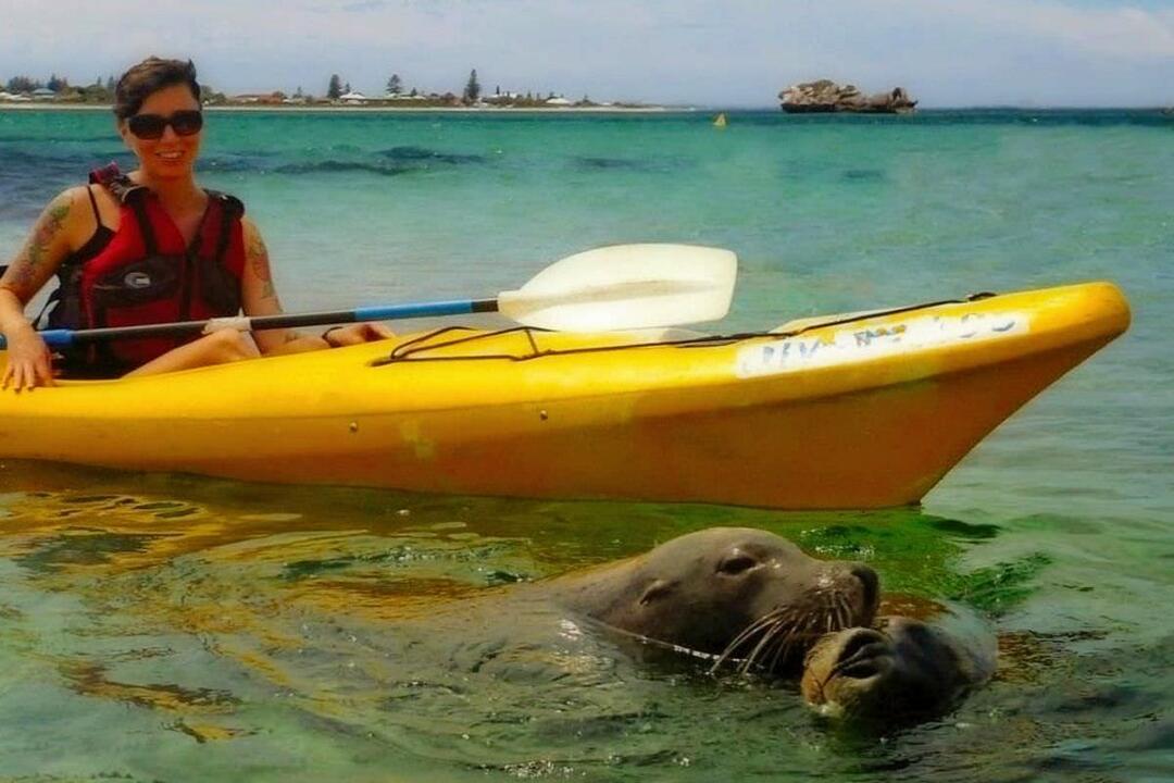 Seal and Penguin Islands Sea Kayak Day Tour Gift Voucher - Perth WA