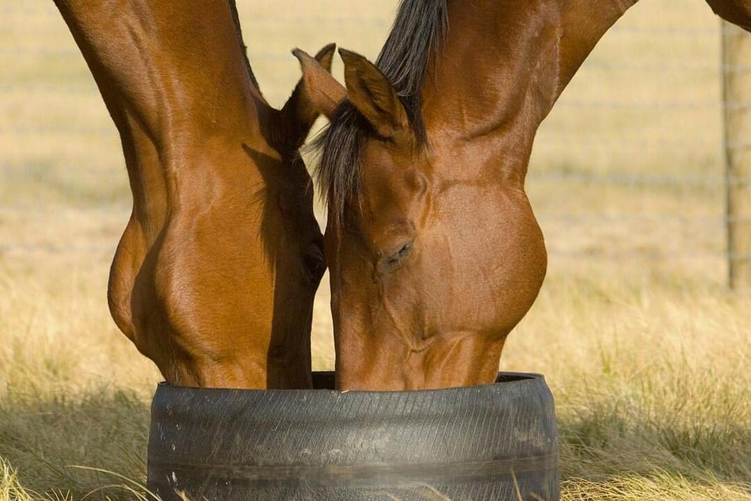 Horses, Wine and Beer Tour - Gift Voucher or Instant Booking - Melbourne VIC