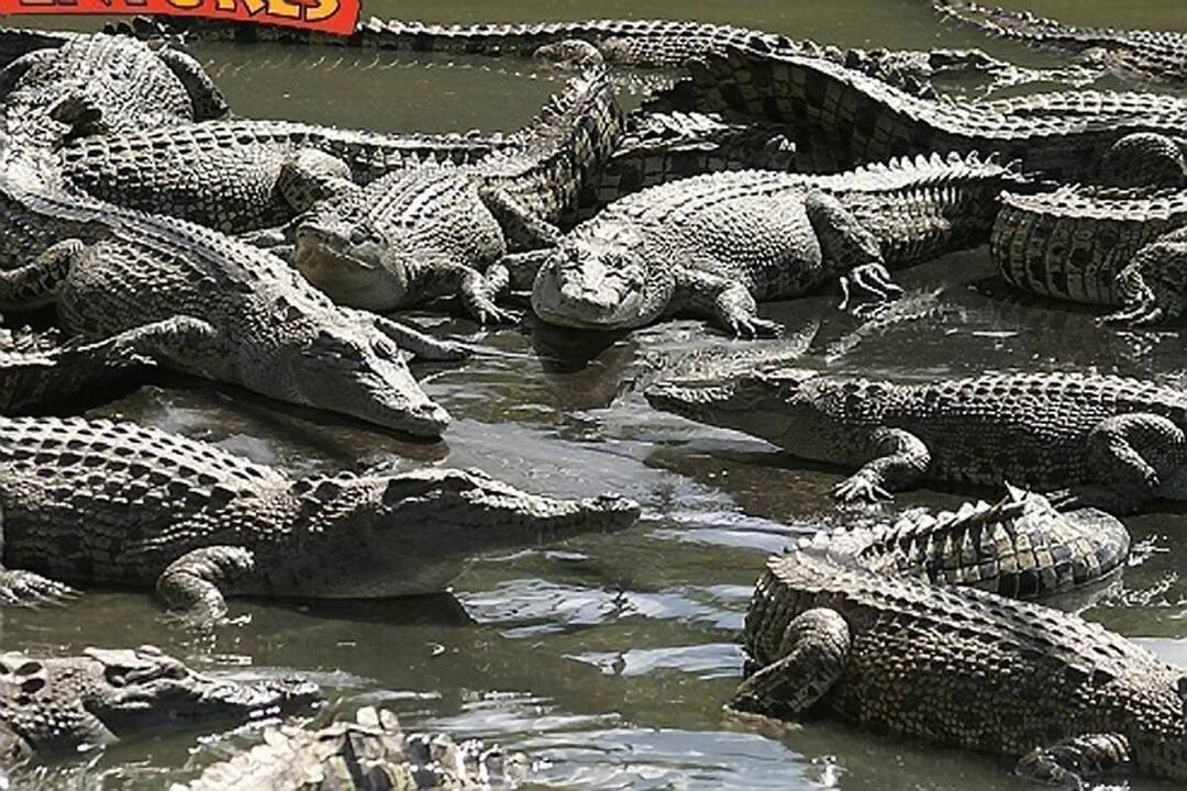 Family Crocodile Adventure Gift Voucher - Wangetti QLD
