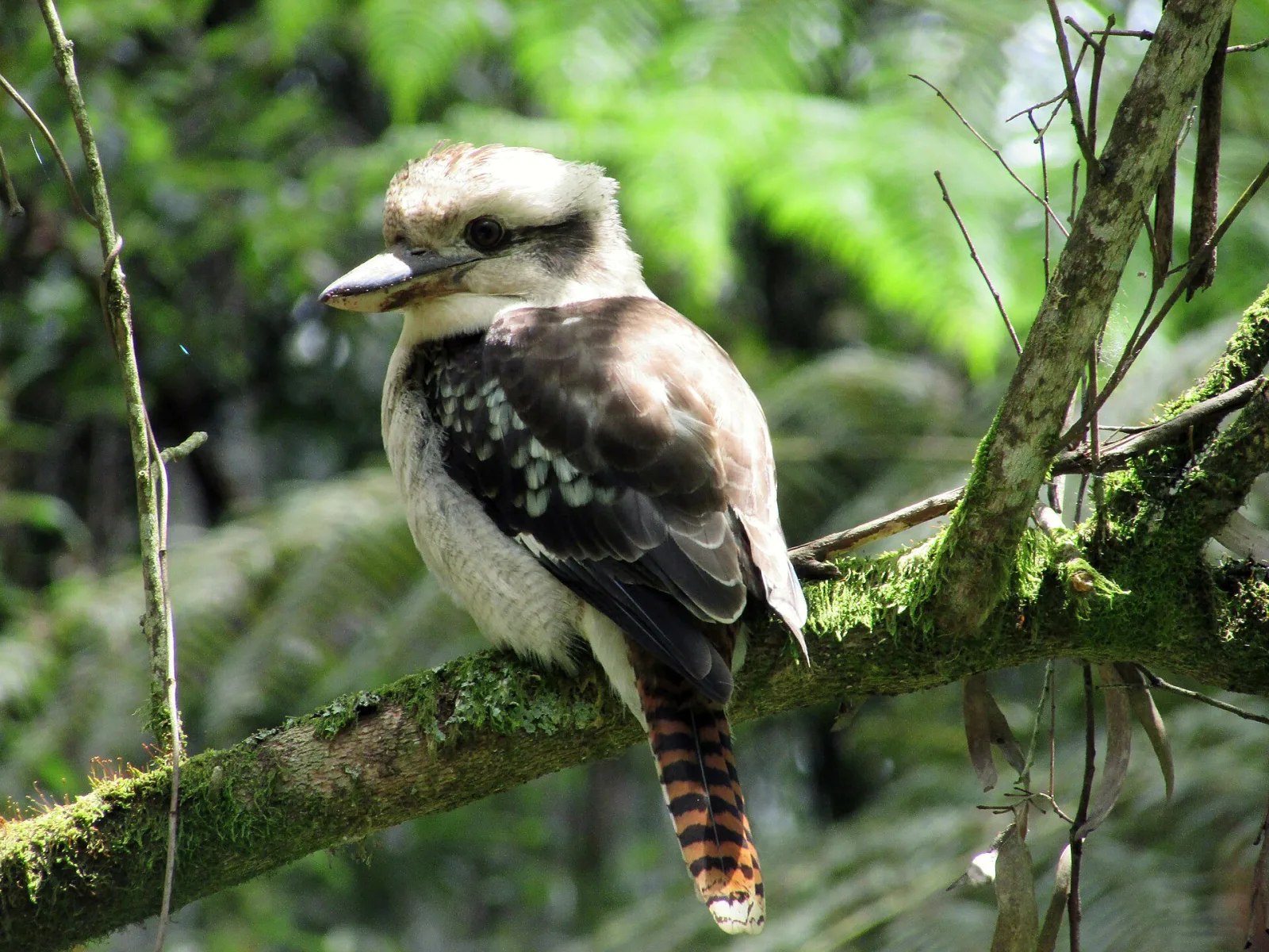 Kookaburra resting on a branch in the wonderful Dandenong ranges in Victoria, Australia