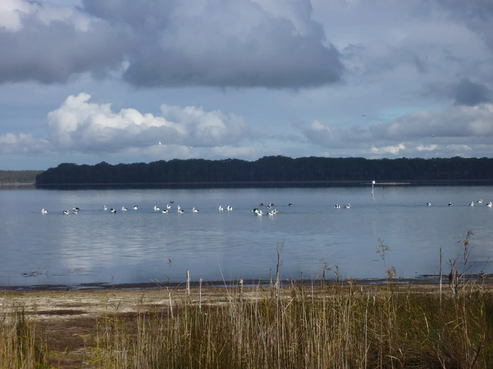 Lake Wollumboola was formed 6,000-8,000 years ago, the is a naturally closing and opening lagoon, when Lake levels are low the lake is estimated to support at least 20,000 birds with water fowl, particularly Black Swan, Chestnut Teal and Grey Teal making up the largest numbers, being internationally significant for providing habitat for 33 migratory shorebird species, the area of the Lake is approximately 7 square kilometres. It is also recognised as a Wetland of National Importance and by its candidacy for listing under the Ramsar Convention as a Wetland of International Importance and as a Globally Important Bird Area.