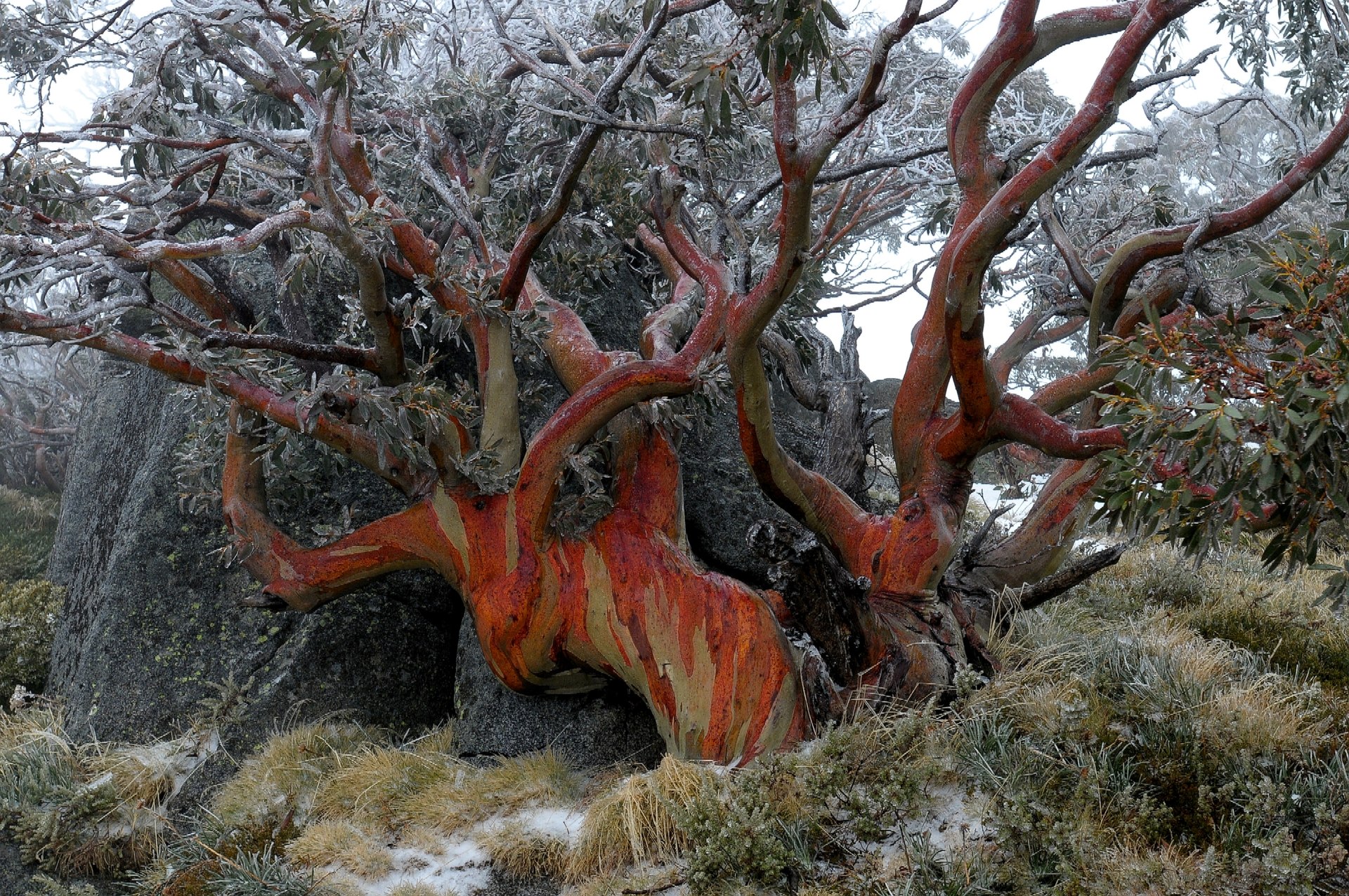 Kosciuszko National Park