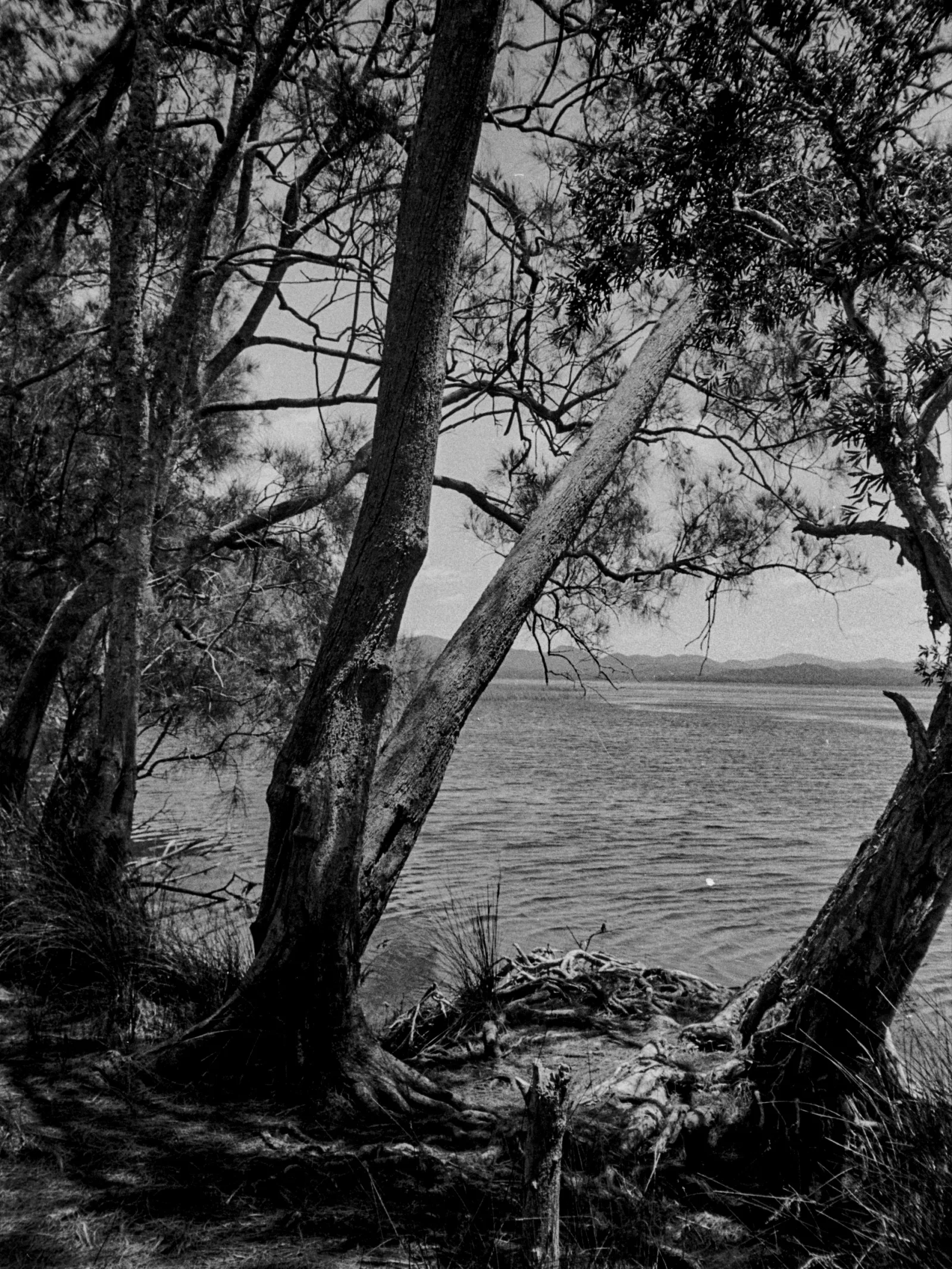 090 Mungo Brush, Myall Lakes, Australia 1979