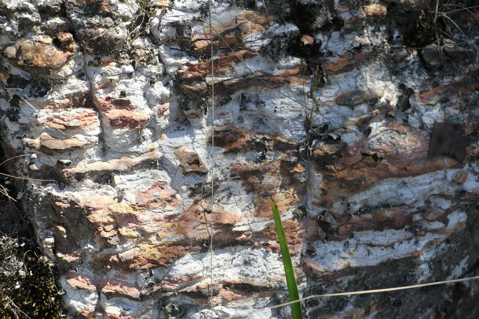 Mittagong Formation at Alicia Road and the Pacific Highway. (Location as advised by the Australian Museum).