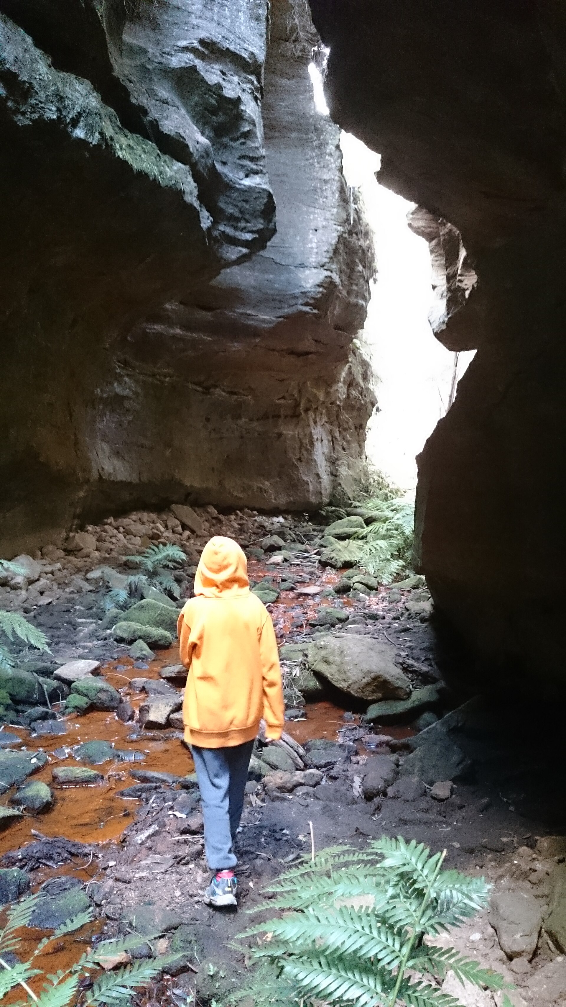 Track in Wollemi national Park NSW